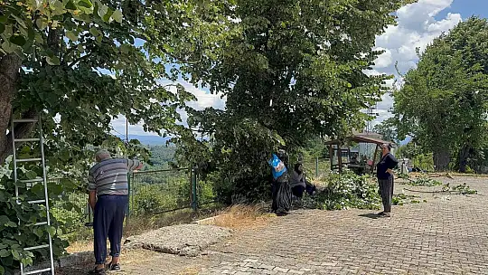 Ihlamur ağaçlarında 'mis kokulu' hasat başladı