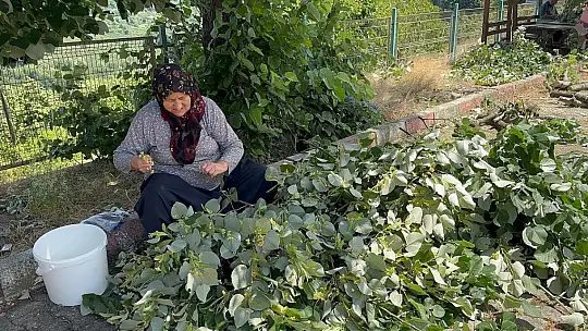 Ihlamur ağaçlarında 'mis kokulu' hasat başladı