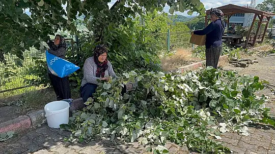 Ihlamur ağaçlarında 'mis kokulu' hasat başladı