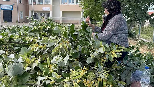Ihlamur ağaçlarında 'mis kokulu' hasat başladı