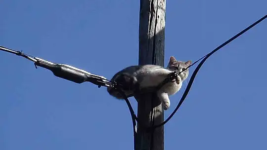 İki gündür aç susuz direkte mahsur kalan kedi kurtarıldı