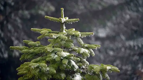 Ilgaz Dağı'nda kar yağışı etkili oldu: Ortaya mest eden görüntüler çıktı