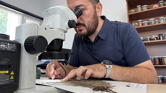 Yeni tür keşfedildi