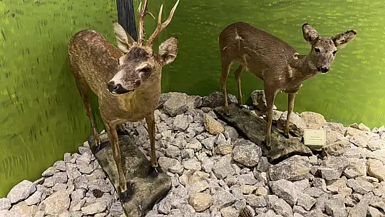 Ulus'un çekim merkezlerinden olacak