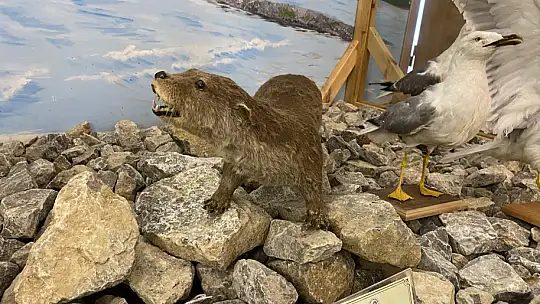 Ulus'un çekim merkezlerinden olacak