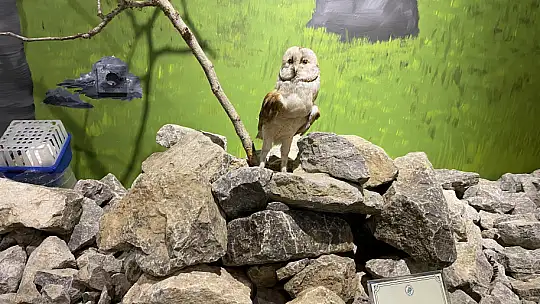 Ulus'un çekim merkezlerinden olacak