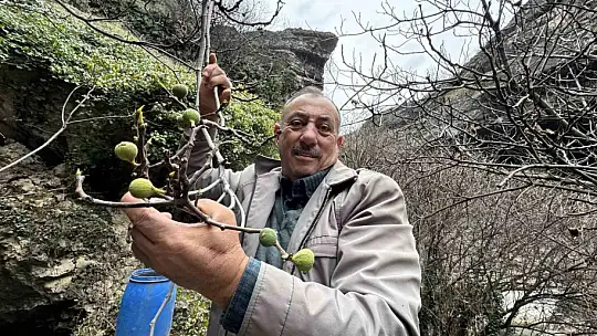 Aralık ayında yeniden meyve verdi