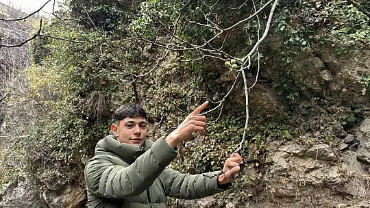 Aralık ayında yeniden meyve verdi