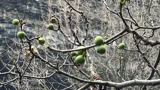 Aralık ayında yeniden meyve verdi