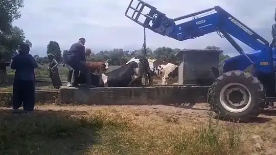 İnek oluğa sıkıştı, köylüler seferber oldu