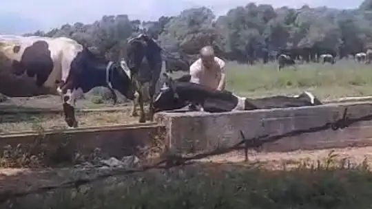 İnek oluğa sıkıştı, köylüler seferber oldu