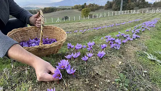 İtalya'da analiz ettirdiği safranıyla yurt dışından da talep görüyor