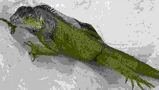 İtfaiyenin iguana mesaisi