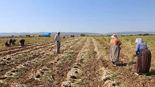Kadın işçilerin kavurucu sıcakta zorlu Taşköprü sarımsağı mesaisi