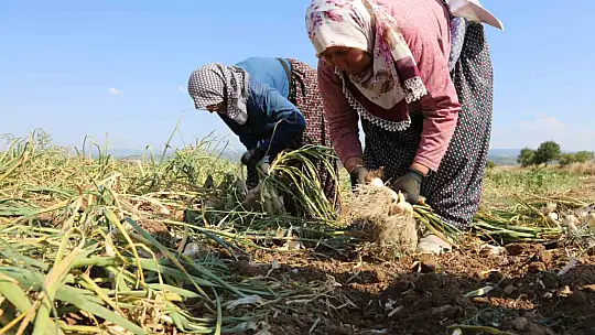 Kadın işçilerin kavurucu sıcakta zorlu Taşköprü sarımsağı mesaisi