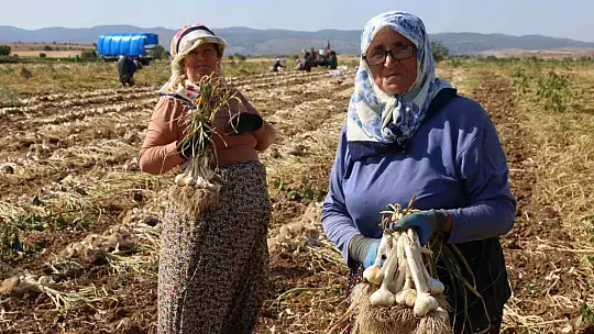 Kadın işçilerin kavurucu sıcakta zorlu Taşköprü sarımsağı mesaisi