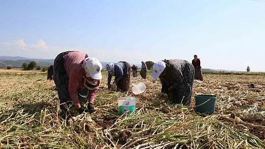 Kadın işçilerin kavurucu sıcakta zorlu Taşköprü sarımsağı mesaisi