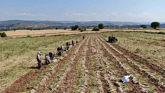 Kadın işçilerin kavurucu sıcakta zorlu Taşköprü sarımsağı mesaisi