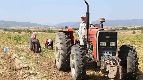 Kadın işçilerin kavurucu sıcakta zorlu Taşköprü sarımsağı mesaisi