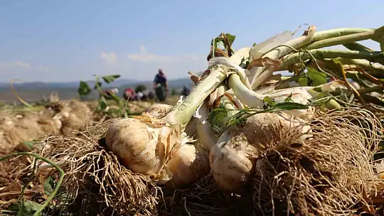 Kadın işçilerin kavurucu sıcakta zorlu Taşköprü sarımsağı mesaisi