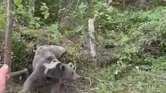 Kapana yakalanan ayı kurtarıldı