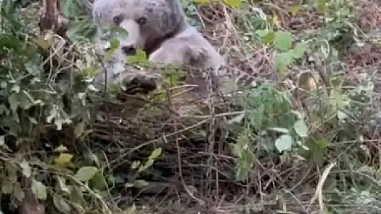 Kapana yakalanan ayı kurtarıldı