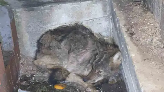 Kar nedeniyle aç kalan kurt, köpek barınağına sığındı