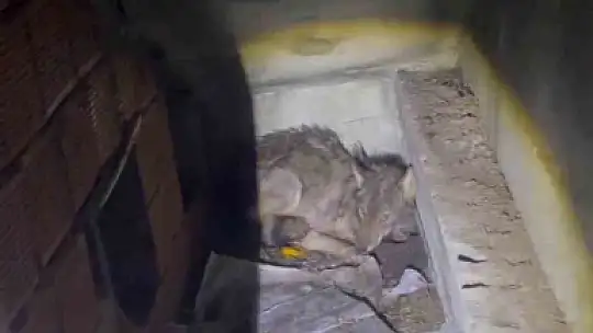 Kar nedeniyle aç kalan kurt, köpek barınağına sığındı