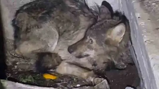 Kar nedeniyle aç kalan kurt, köpek barınağına sığındı