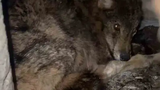 Kar nedeniyle aç kalan kurt, köpek barınağına sığındı