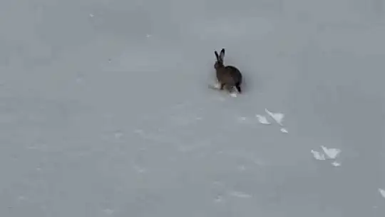 Kar üzerinde koşan yaban tavşanı görüntülendi