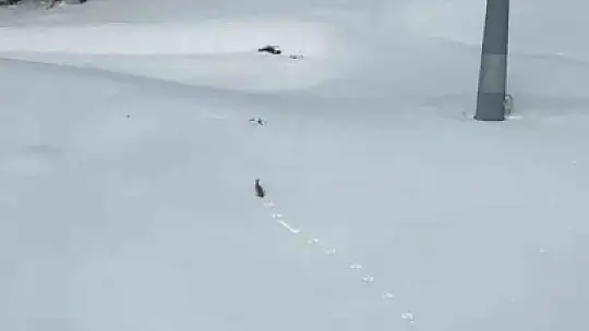 Kar üzerinde koşan yaban tavşanı görüntülendi