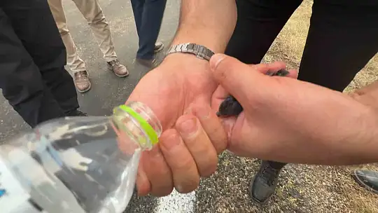 Karabük Belediye Başkanı Çetinkaya, yangında etkilenen serçeye elleriyle su verdi