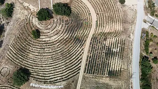 Safran Bahçesi'nden 5 ton lavanta hasat edildi