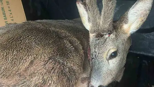 Karabük'te aracın çarptığı karaca ameliyat edildi