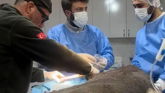 Karabük'te aracın çarptığı karaca ameliyat edildi