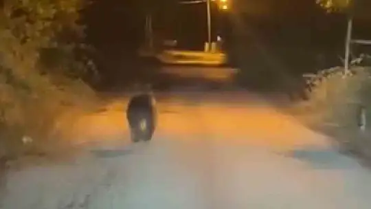 Karabük'te ayılar cep telefonu kamerasıyla görüntülendi