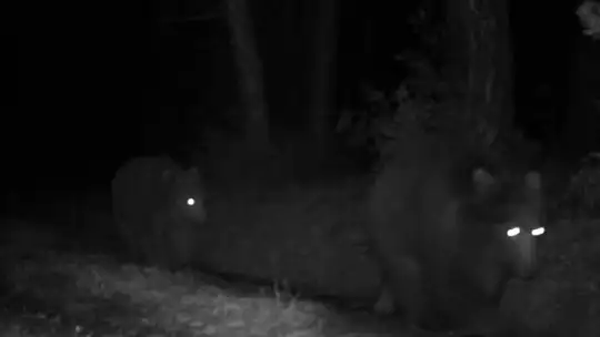 Karabük'te boz ayılar fotokapanla görüntülendi