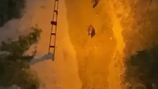 Karabük'te iki yaban domuzunun kavgası kamerada