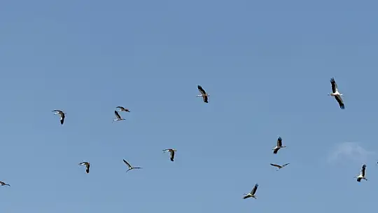 Karabük'te leylek sürüsü ve yuvaları dronla görüntülendi