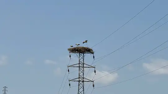 Karabük'te leylek sürüsü ve yuvaları dronla görüntülendi
