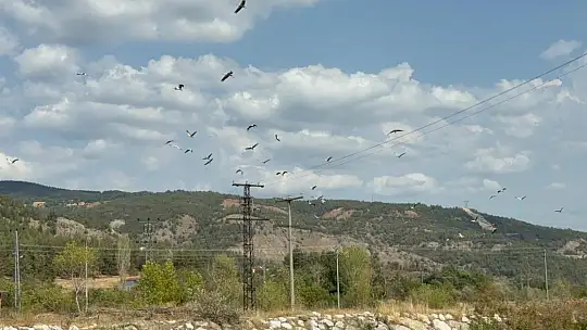 Karabük'te leylek sürüsü ve yuvaları dronla görüntülendi