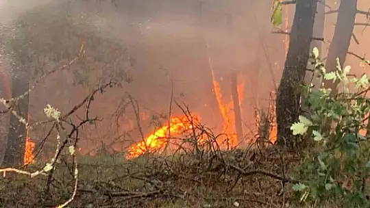 Karabük'te orman yangını