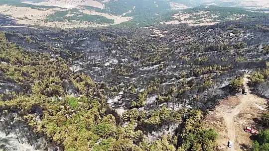 Karabük'te orman yangınının ardından yürek burkan manzara