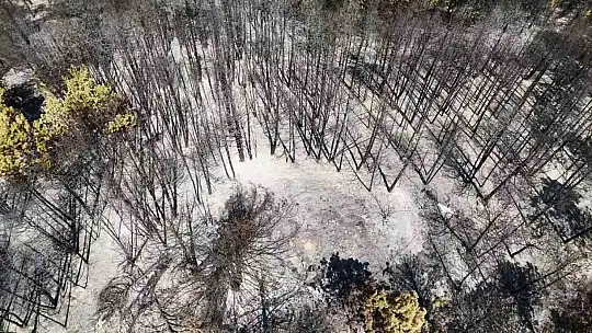 Karabük'te orman yangınının ardından yürek burkan manzara