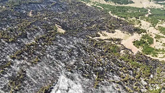 Karabük'te orman yangınının ardından yürek burkan manzara