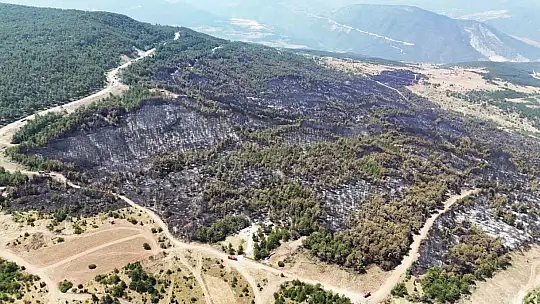 Karabük'te orman yangınının ardından yürek burkan manzara