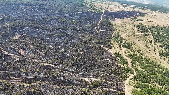 Karabük'te orman yangınının ardından yürek burkan manzara