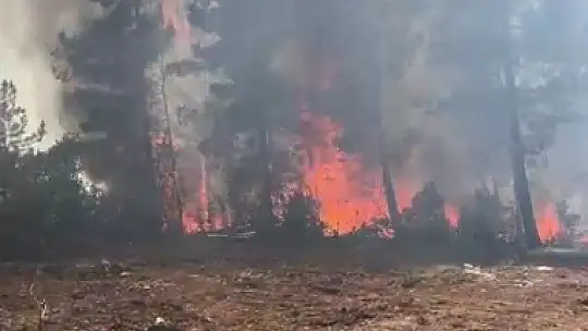 Karabük'te ormanlık alanda çıkan örtü yangını kontrol altına alındı