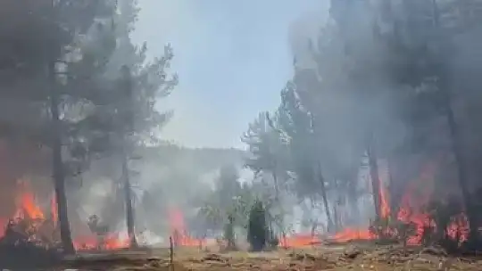 Karabük'te ormanlık alanda çıkan örtü yangını kontrol altına alındı